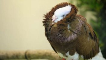 Velho Pombo Capuchinho Holandês: Guia da Raça Pombos Vermelhos Capuchinhos (Capuchin Red Pigeons)