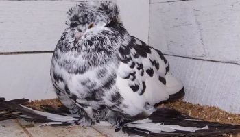 Pombos trompetista ingleses (English Trumpeter Pigeons)