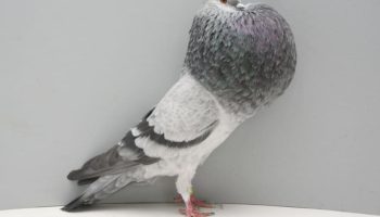 Pouter Pombos (Pouter Pigeons)