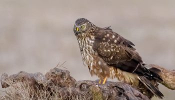 aguilucho pálido ha volado unos 29.000 km