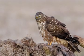 aguilucho pálido ha volado unos 29.000 km
