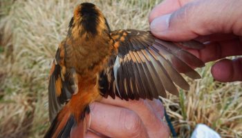 aphrastura subantarctica