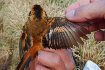 aphrastura subantarctica