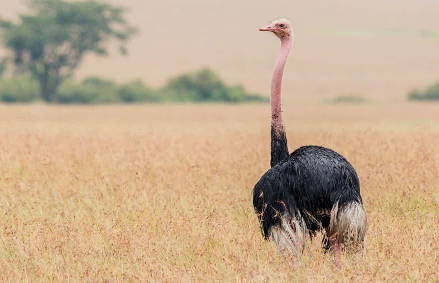 ⚫ 🐦 A maior ave do mundo (Struthio camelus)