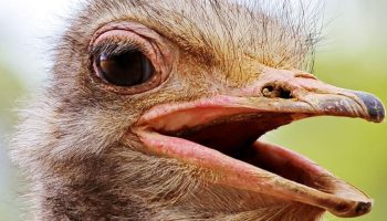 A maior ave do mundo (Struthio camelus) maior ave do mundo, avestruz do Norte da África (Struthio camelus)