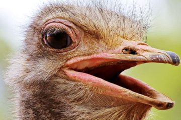maior ave do mundo, avestruz do Norte da África (Struthio camelus)