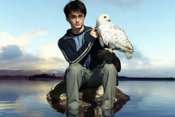 os Pássaros mais Famosos do cine Hedwig harry potter