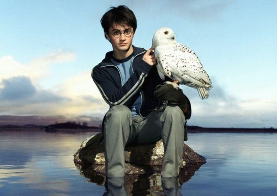 os Pássaros mais Famosos do cine Hedwig harry potter