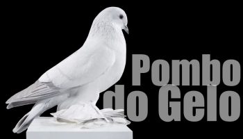 O Pombo de Gelo (Polish Lazurek e German Eistaube): Guia da Raça Pombo de Gelo