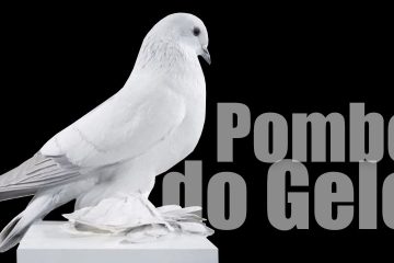Pombo de Gelo