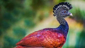 Aves exóticas com peinados raros