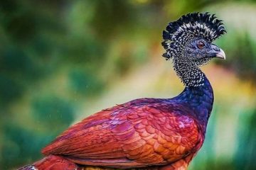 Aves exóticas com peinados raros