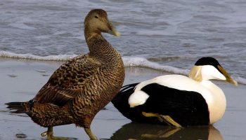 Eider, As penas de pássaros mais caras do mundo