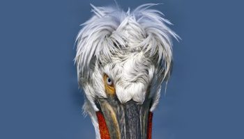 Pelicano da Dalmácia