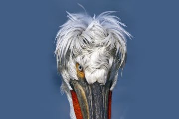 Pelicano da Dalmácia