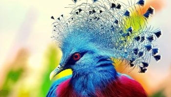 Guia de compras de aves do Brasil: Descubra a beleza das aves brasileiras! Aves exóticas com peinados raros, Victoria Pombo Coroao