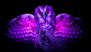 como as aves vêem o mundo em comparação com os seres humanos