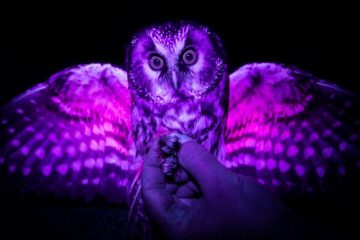 como as aves vêem o mundo em comparação com os seres humanos