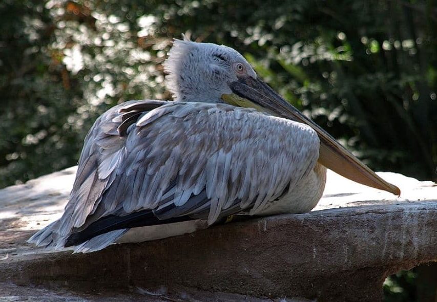um-p-ssaro-com-estilo-conhe-a-o-pelicano-crespo-pelecanus-crispus