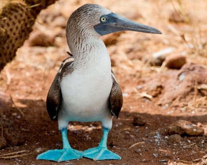 Sula nebouxii pássaro de galápagos de pés azuis