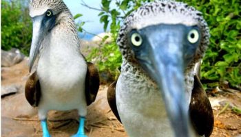 O Pássaro de Galápagos de Pés Azuis (Sula nebouxii) Sula nebouxii pássaro de galápagos de pés azuis