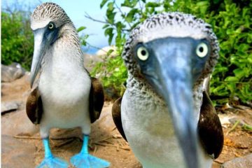 Sula nebouxii pássaro de galápagos de pés azuis