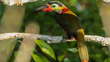 Tucanos da Guiana (Selenidera piperivora) Tucanos da Guiana (Selenidera piperivora)