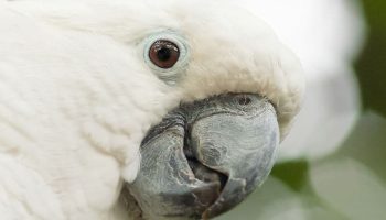 cacatua alba, aves exóticas