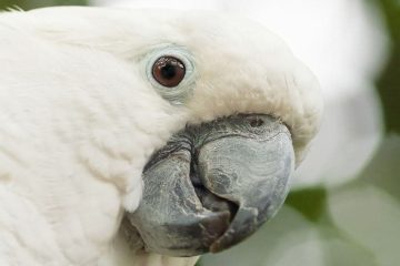 cacatua alba, aves exóticas