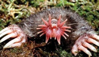 Animais com as Maiores Garras