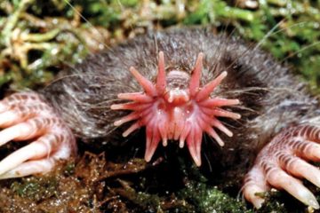 Animais com as Maiores Garras