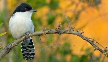 Taraba Major O Pássaro de Olhos Vermelhos Taraba major