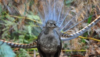 Tudo sobre a Ave Lira (Menura novaehollandiae) Tudo sobre a Ave Lira (Menura novaehollandiae)