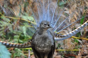 Tudo sobre a Ave Lira (Menura novaehollandiae)