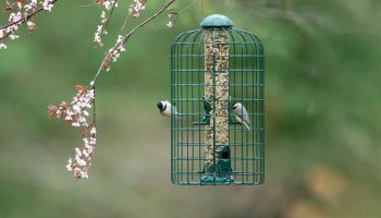 Gaiola para passaros
