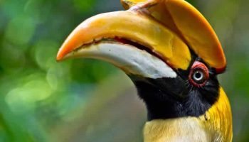 passaro calao Buceros bicornis