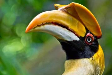 passaro calao Buceros bicornis