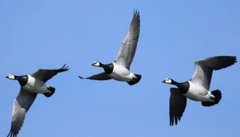 Barmatia da Cara Branca (Branta Leucopsis)