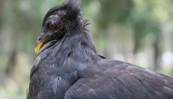 Periquito de Geelvink -Megapodius geelvinkianus)