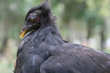 Periquito de Geelvink -Megapodius geelvinkianus)