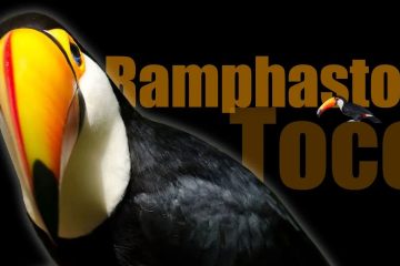 tucanos