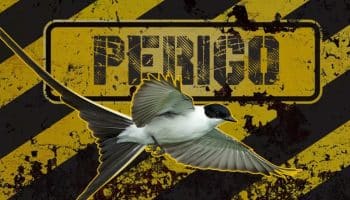 Tyrannus savana Tesourinha-do-campo