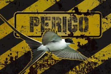 Tyrannus savana Tesourinha-do-campo