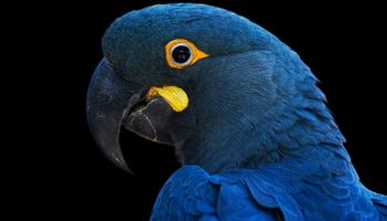 Aves Brasileiras com Ameaça de Extinção