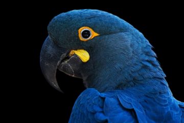 Aves Brasileiras com Ameaça de Extinção