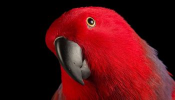 Enfrentando o Comércio Ilegal e o Tráfico de Aves Aves Brasileiras com Ameaça de Extinção