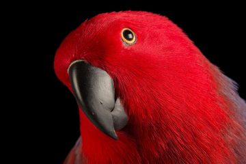 Aves Brasileiras com Ameaça de Extinção