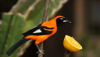 Encantos Alados: As 10 Mais Belas Canções das Aves do Brasil Os Cantos dos Passaros Mais Belos do Brasil