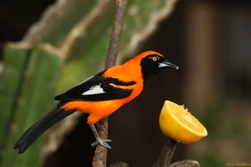 Os Cantos dos Passaros Mais Belos do Brasil
