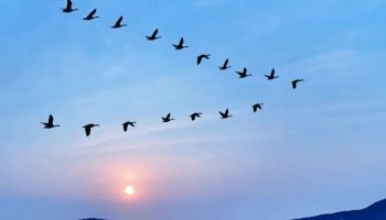 Dia Mundial das Aves Migratórias: Protegendo Nossos Amigos Alados Por que os Pássaros Voam em Forma de V